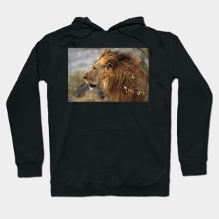 Profile Portrait, Large Male Lion #2, Maasai Mara, Kenya Hoodie